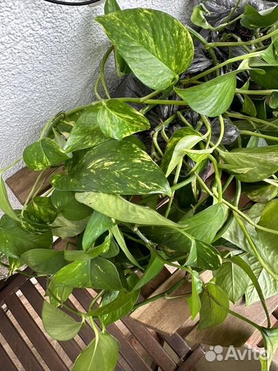 Лиана эпипремнум золотистый сциндапсус взрослый