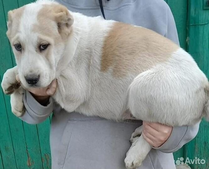 Щенки сао