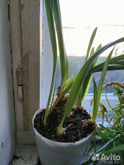 Гиппеаструм амариллис розовый