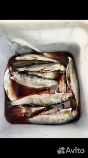 Хариус малосольный