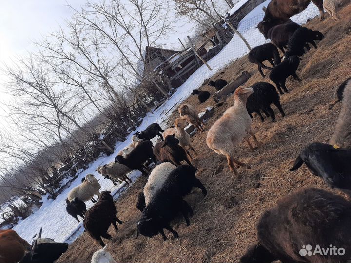 Продам Баранов