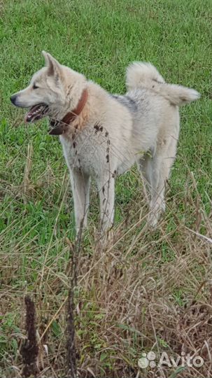 Акита для вязки