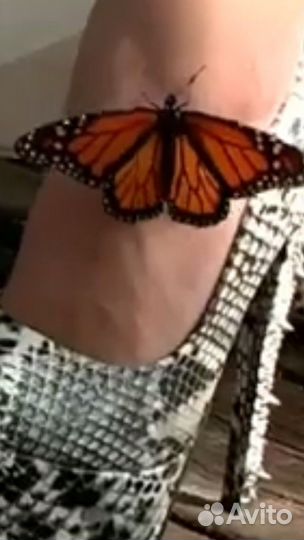 Живые тропические бабочки для праздника