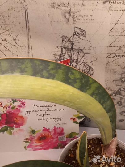 Сансевиерия Массониана вайт вариегата