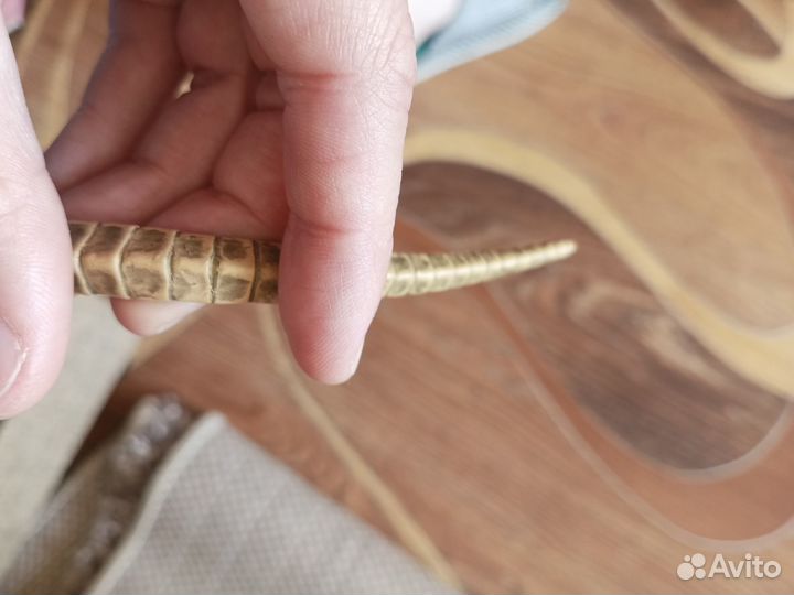 Коллекционное издание Aliens vs Predator