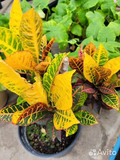 Кротон петра