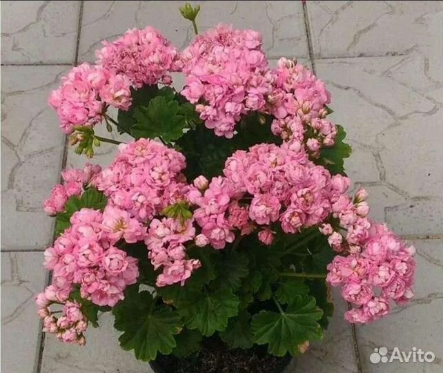 Сортовая пеларгония Анита