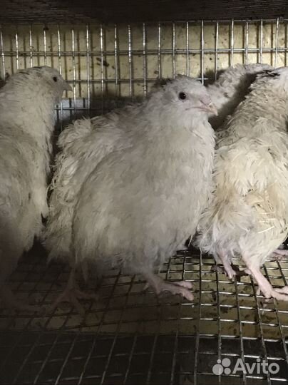 Яйцо инкубационное 