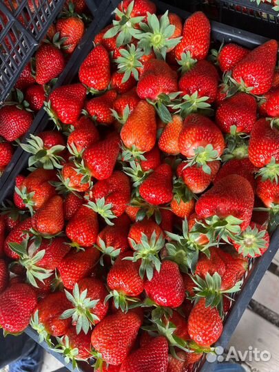 Клубника краснодарская