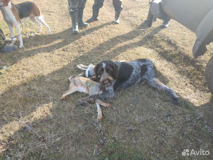 Дратхаар рабочий кобель для вязки