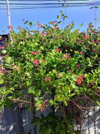 Растения для сада