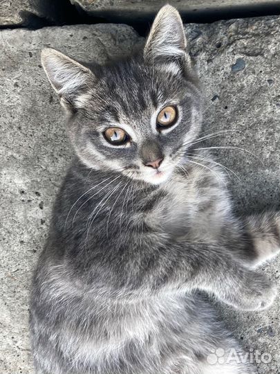Ласковая кошка