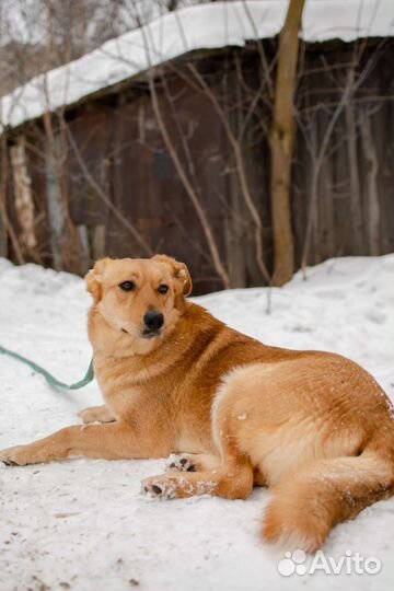 Яркая Верочка в добрые руки