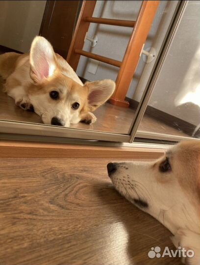 Передержка животных