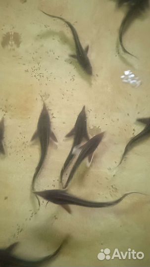 Малëк, рыбопосадочный материал