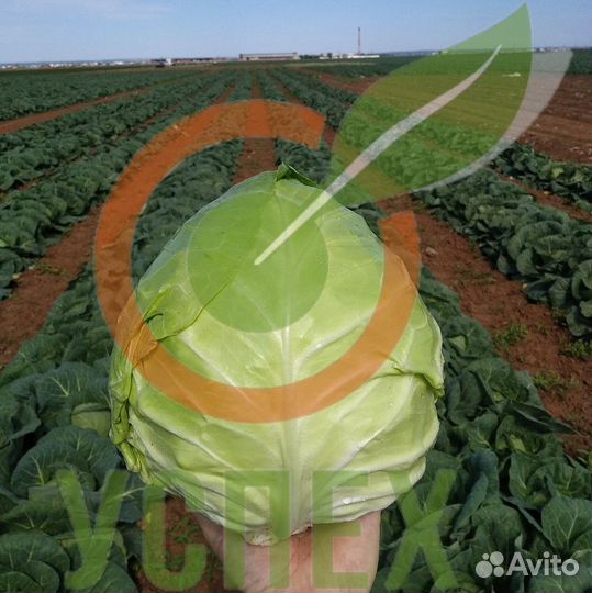 Семена белокочанной капусты Примавера F1