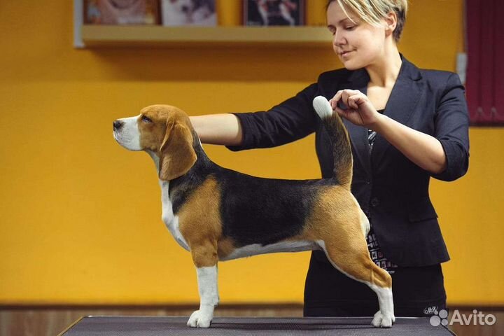 Щенки Бигля