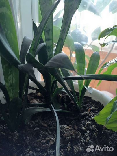 Дендробиум