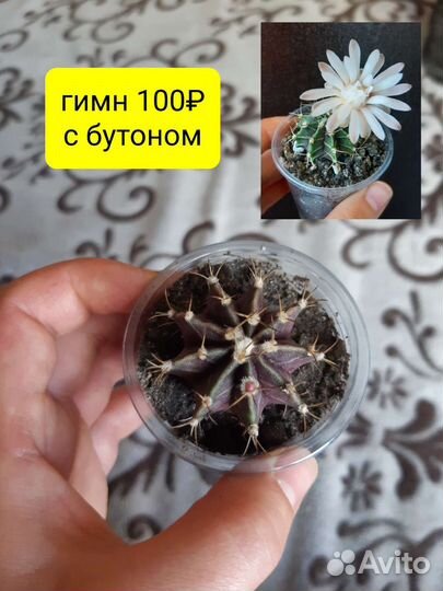 Кактусы цветы