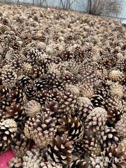 Сосновые шишки Мульча