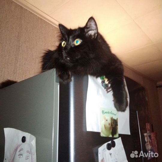 Кошка Анфиса