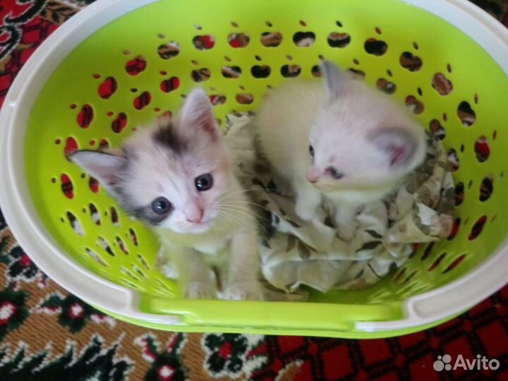 Кошка в дар бесплатно