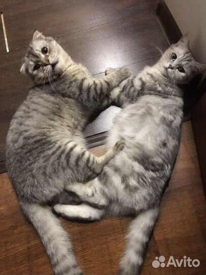 Котята шотландцы