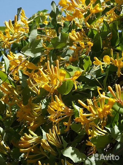 Каприфоль(Джеральда) жимолостьЗеленая изгородь