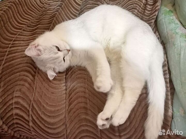 Кошечка-няшка