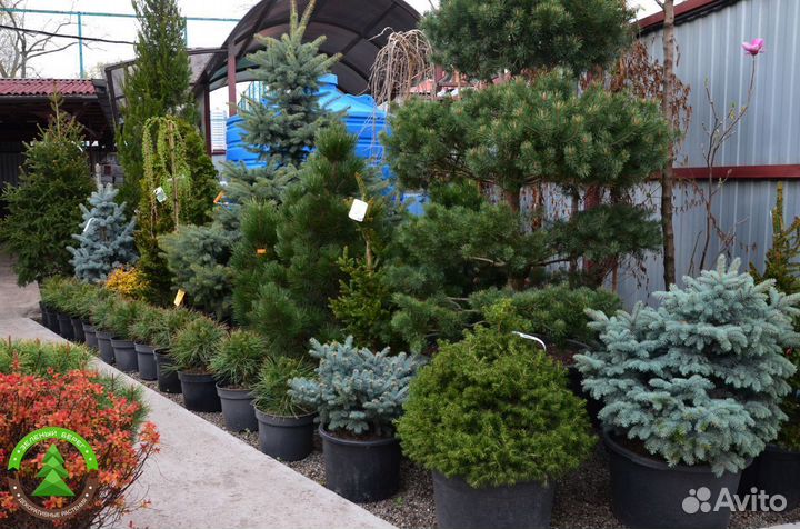 Туя Можжевельник Ель Укронененная в сад