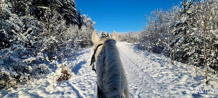 Лошадь в аренду