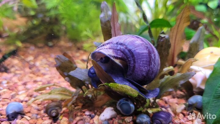 Улитки аквариумные ампулярии
