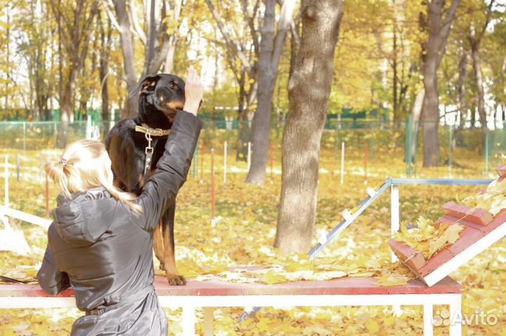 Кинолог, зоопсихолог, дрессировка собак