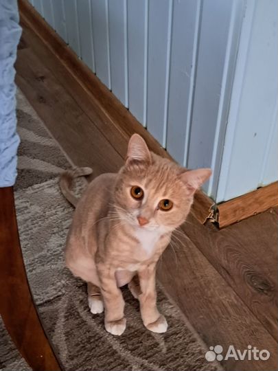 Отдам кота в добрые руки