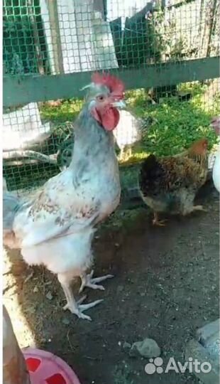 Продам петуха хохлатого