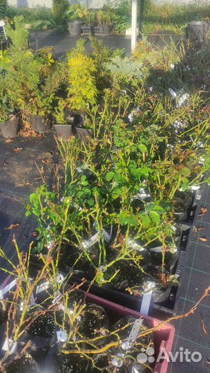 Саженцы роз