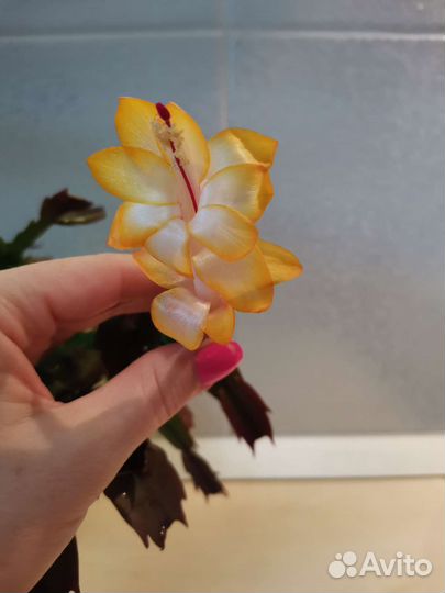 Декабрист шлюмбергера