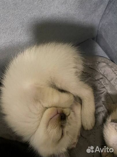 Тайские котята