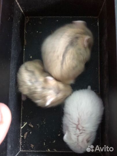 Джунгарские хомячки