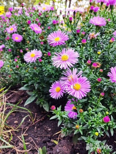 Мини ромашки