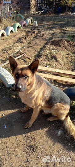 Щенки мама Восточно-европейская папа немец