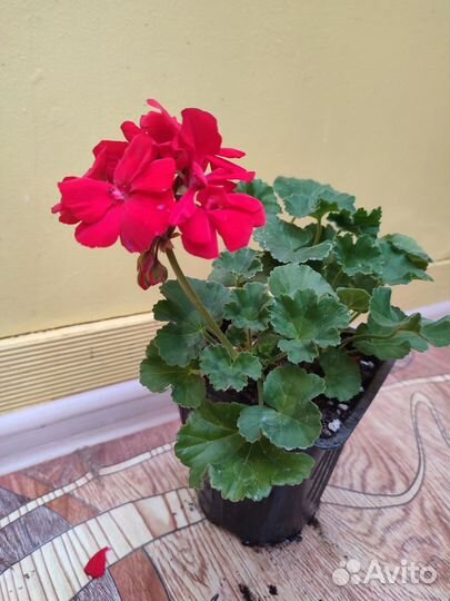 Герань пеларгония, горшок 2л