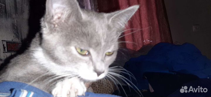 Котенок девочка