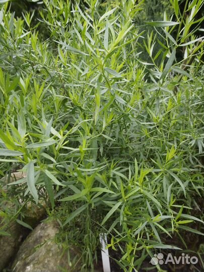 Продам тархун