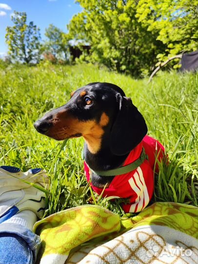 Кроличья такса вязка