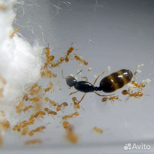 Муравьи messor structor