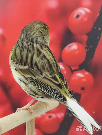 Глостер консорт самочки