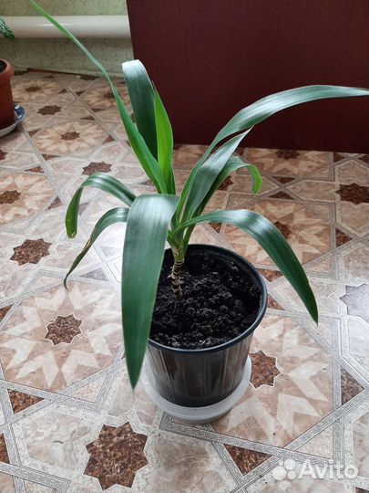 Пальма юкка