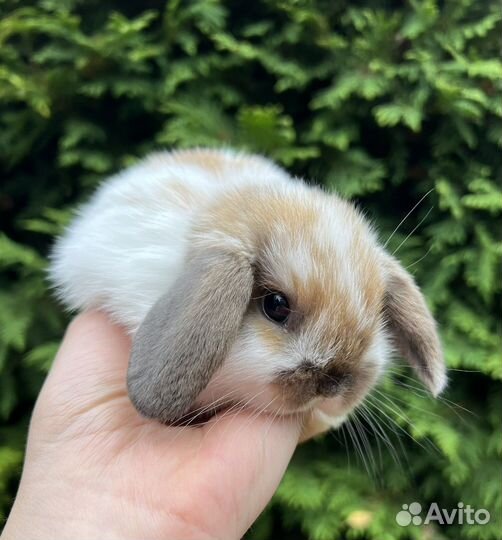 Карликовые декоративные крольчата, мини малыши