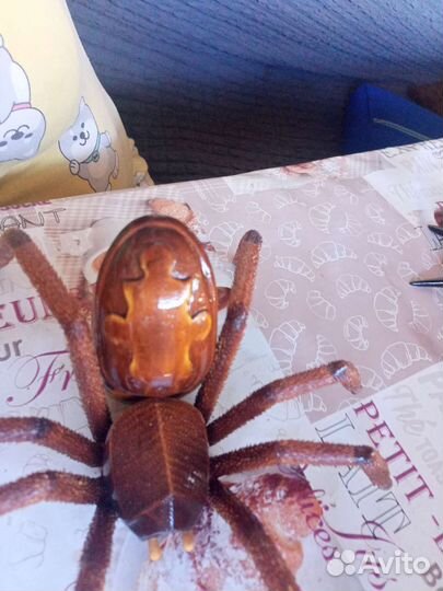 Шкатулка паук